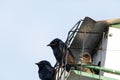 Purple martin Progne subis birds cluster into a bird house