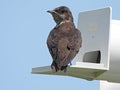 Purple Martin (Progne subis)