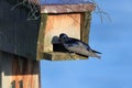 purple martin (Progne subis) vancouver island canada