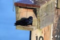 purple martin (Progne subis) vancouver island canada