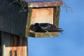 purple martin (Progne subis) vancouver island canada