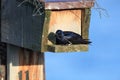 purple martin (Progne subis) vancouver island canada