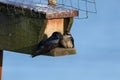 purple martin (Progne subis) vancouver island canada