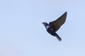 Purple Martin Swallow In Flight Upwards Royalty Free Stock Photo