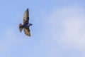 Purple Martin Swallow In Flight With Wingspan