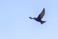 Purple Martin Swallow In Flight, Wingspan