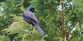 Purple Martin on a tree top Royalty Free Stock Photo