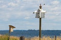 Purple Martins, Amherst Island, Ontario, with Wind Turbines in the background