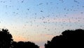 Purple Martins roosting at dusk