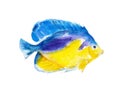 The purple masked angelfish, watercolor illustration isolated on white.
