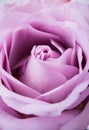 purple, mauve color fresh summer rose macro shot, natural abstra Royalty Free Stock Photo