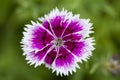 Purple mauve flower detail