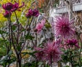 Purple Mauve Rose Spider Chrysanthemums in Chinese Garden