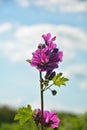 wild mauve mallow (mallow silvestris) partially finished flowering