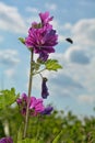 wild mauve mallow (mallow silvestris) partially finished flowering with bumble bee