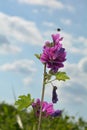 wild mauve mallow (mallow silvestris) partially finished flowering with bumble bee