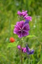 wild mauve mallow (mallow silvestris) r partially finished flowering