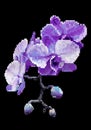 Purple meadow flowers pixel art