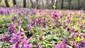 purple meadow of flowers in spring