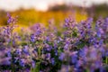 Purple meadow flowers during sunset Royalty Free Stock Photo