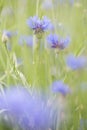 Purple meadow wild flower in soft focus shallow depth