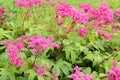 Filipendula purpurea purple meadowsweet pink flowers Royalty Free Stock Photo