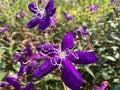 Purple Melastoma Candidum Flowers