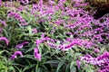 Purple Mexican bush sage, Salvia leucantha. Mexican Bush Sage.