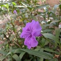 Purple Mexican Petunia