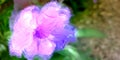 Purple Mexican Petunia, artistic fantasy