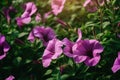 Purple mexican petunia beautiful blooming flower green leaf background. High quality photo --ar 3:2