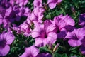 Purple mexican petunia beautiful blooming flower green leaf background. High quality photo --ar 3:2