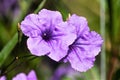 Purple Mexican Petunia