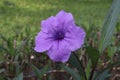 Purple mexican petunia, violet ruellia tuberosa