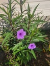 Purple Mexican petunias