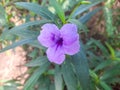 Mexican petunias flower at the garden