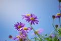 Purple Michaelmas daisies Royalty Free Stock Photo