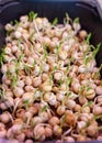 Purple micro-green peas sprouts in a tray or container under the lamp