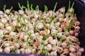 Purple micro-green peas sprouts in a tray or container under the lamp