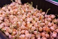 Purple micro-green peas sprouts in a tray or container under the lamp