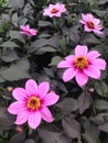 Purple mignon dahlia flowers with black leaves