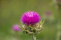 Purple Milk Thistle Flower Bloom growing in a field Royalty Free Stock Photo