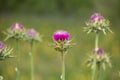 Purple Milk Thistle Flower Blooms growing in a field Royalty Free Stock Photo