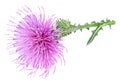 Purple milk thistle flower isolated on white background. Medicinal plant Royalty Free Stock Photo