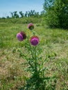 Purple Milk Thistle Royalty Free Stock Photo