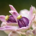 Purple Milk Weed. Royalty Free Stock Photo