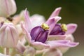 Purple Milk Weed.