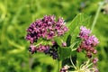 Purple Milkweed 604615