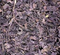 Purple milled spices, texture, background