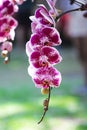 Purple miltonopsis orchids flower blooming in nature garden background Royalty Free Stock Photo